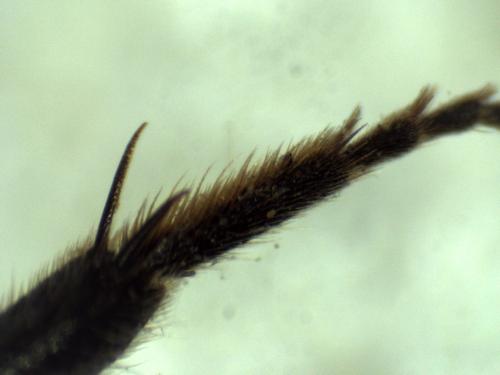 Réf. 299 908 : Osmia sp.